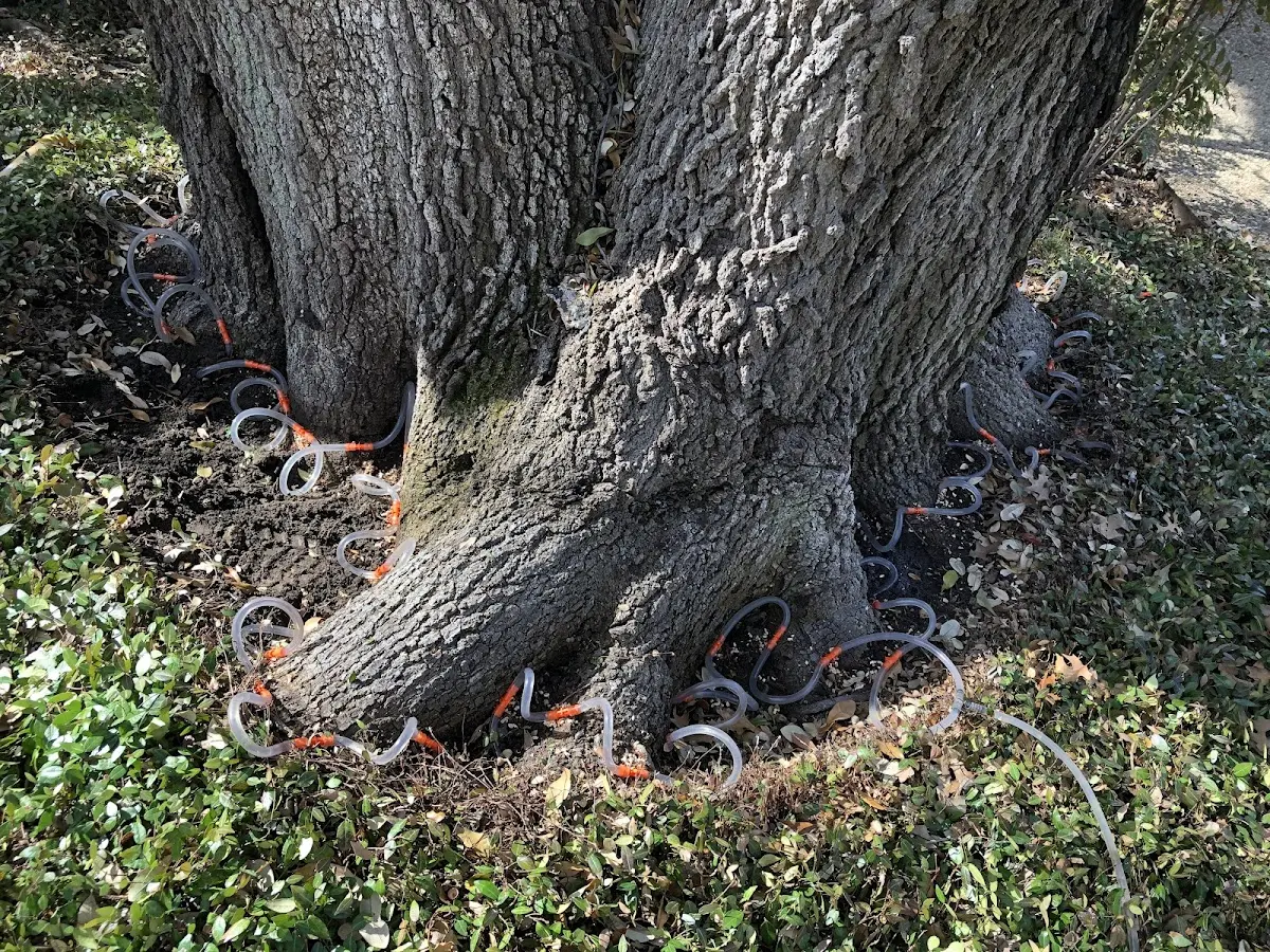 Detailed Tree Cabling and Bracing job site in Jemison