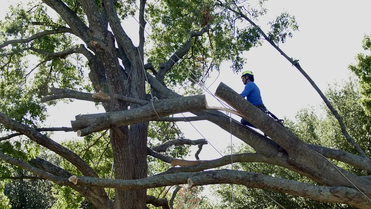 Professional Crown Thinning performed by certified arborists in Jemison